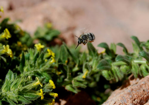 Honeybees are competing with wild bees over limited resources in Sinai, study finds.